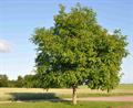 English walnut، California walnut, common walnut